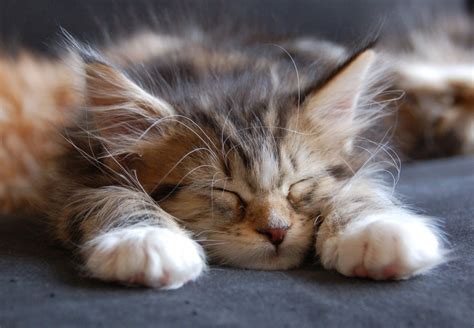 Cute Maine Coon Kitten Sleeping Wallpaper Hd Free