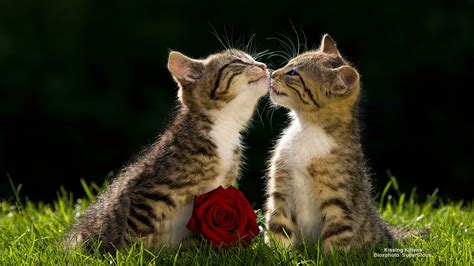 Kissing Kittens Webshots Best Desktop 猫 かわいい
