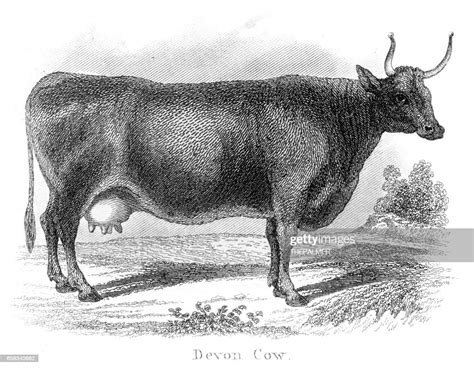 devon cow engraving 1873 high res vector graphic getty images