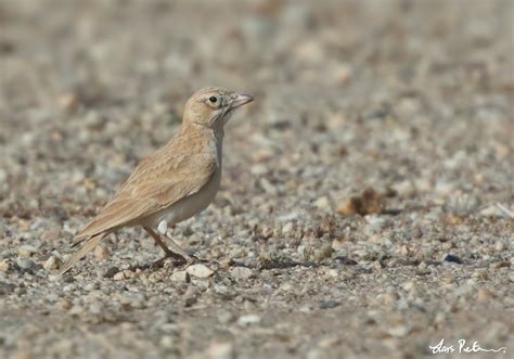 Dunns Lark Western Sahara Ii Bird Images From Foreign Trips