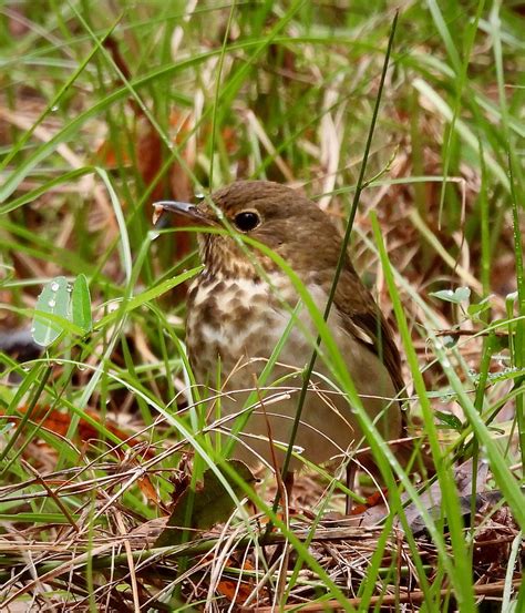 Thrushes Common Ground