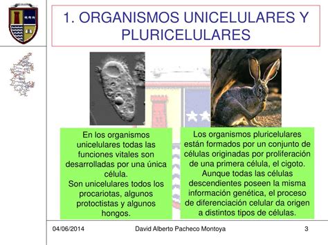 Ppt La OrganizaciÓn Pluricelular Powerpoint Presentation Free
