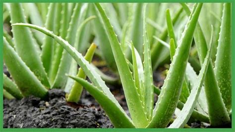 Cinco Plantas Para Alejar Las Malas Vibras En Poresto