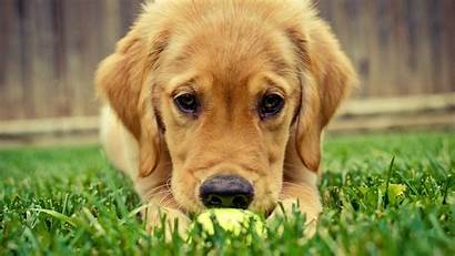 Retriever Golden Definition Related Wallpapers Animals