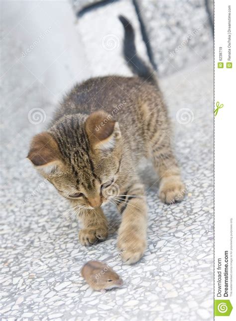 Cat And Mouse Royalty Free Stock Images Image 6238719