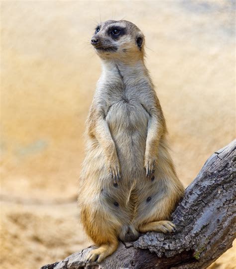 Meerkat Free Stock Photo Public Domain Pictures