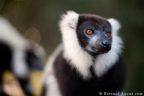 Black And White Lemur Burrard Lucas Photography