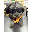 Enjoying Dog Sunglasses For Small Dogs Waterproof Goggles