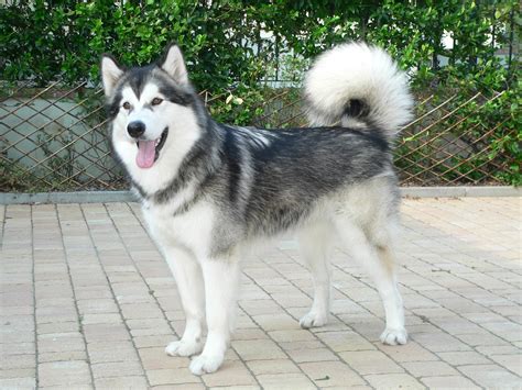 Cute puppies · dog adoption · puppies for sale · popular breeds How To Take Care of Alaskan Malamute