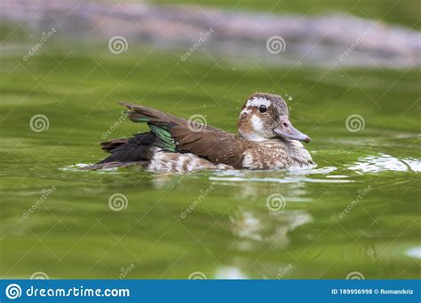 The Duck Swims On The Water And Has An Open Beak Photo From The Bottom