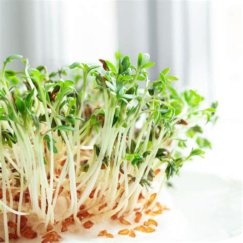Garden Cress Seeds Sprouts In A Jar