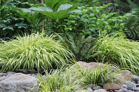 Transition areas between shade and sun; Replace your drowning lawn with moisture-loving ground ...