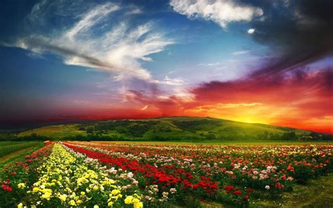 The Beauty Of Flower Fields In Hd Photos Beautiful Images Nature