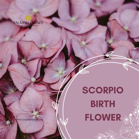 Scorpio Flower Birth Flowers For Scorpio Zodiac Signs Snapblooms Blogs