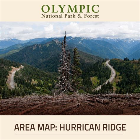 Hurricane Ridge Area Olympic National Park