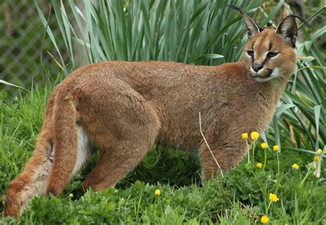 Caracal Exmoor Zoo 2nd May 2015 Richard Brown Flickr