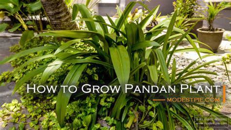 How To Grow Pandan Leaf Plant