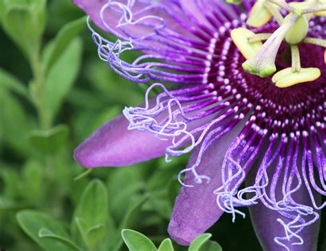 Passion Flower - Birds and Blooms