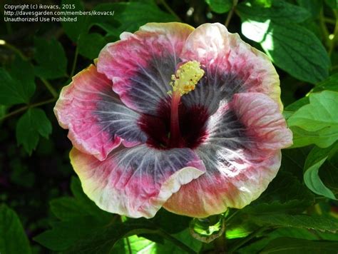 Plantfiles Pictures Tropical Hibiscus Sparkling Water Hibiscus Rosa