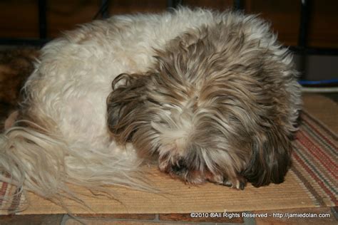 Let Me Sleep A Sleepy Afternoonits A Dogs Life Akiva The Dog Blog