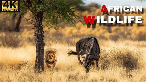Deadly Serengeti Lion Attack Wildebeest When He Was Grazing In