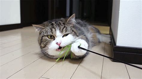 When your cat turns up its nose at its food, it's not always typical cat behavior. 10 GIFs That Prove Cats Are Obsessed With Food | Fresh ...