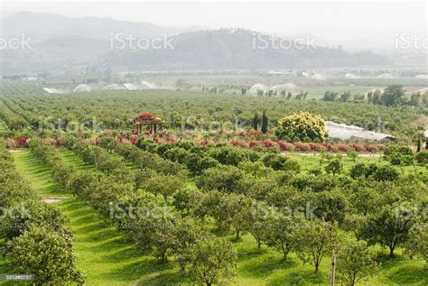Orange Orchard In Chiang Mainorthern Thailand Stock Photo Download