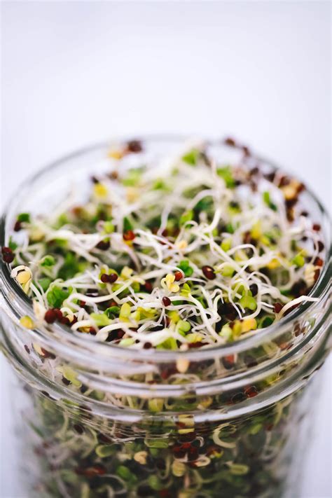 How To Grow Broccoli Sprouts Broccoli Sprouts Benefits And More