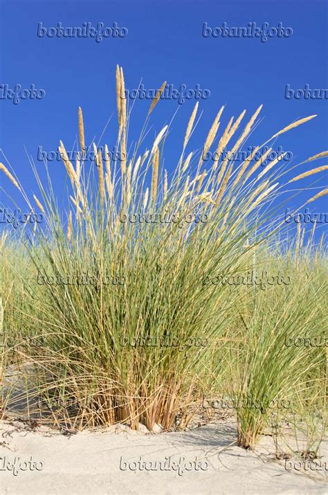 Image Common Beach Grass Ammophila Arenaria 534321 Images Of