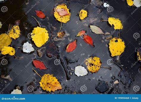 Autumn Puddle With Leaves Stock Photo Image Of Leaves 199894468