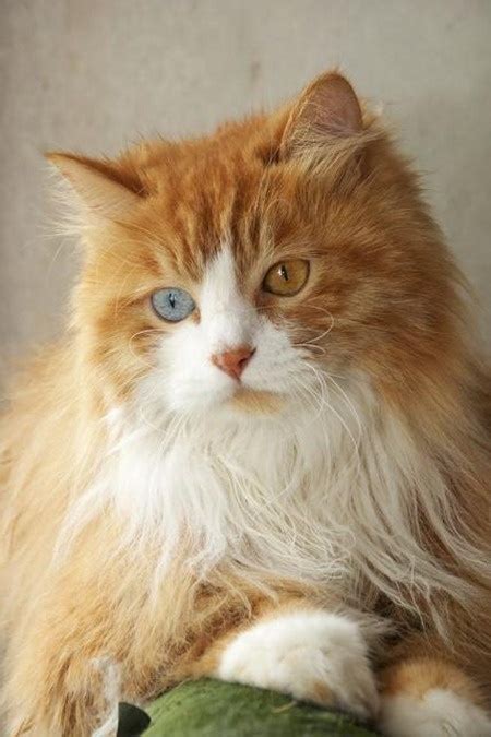 Life Expectancy In Turkish Angora Cats Annie Many