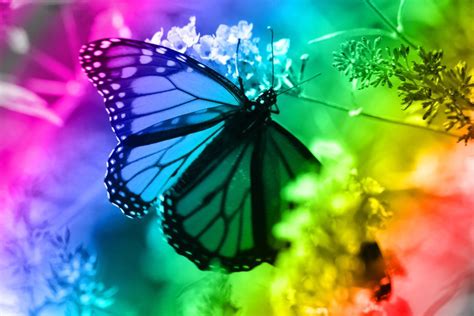Pretty Rainbows And Butterflies Art Page Rainbow Butterfly