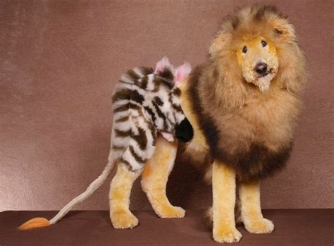 21 Dogs Groomed Like Exotic Animals And Fictional Characters