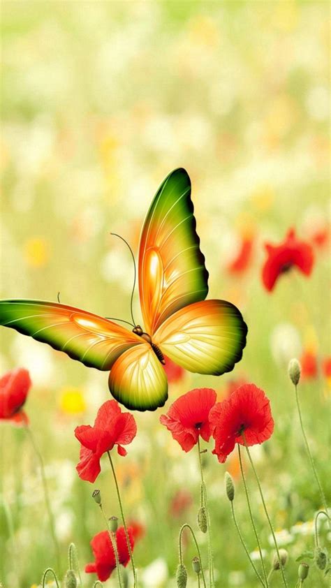 Beautiful Butterfly Iphone Wallpapers Top Hình Ảnh Đẹp