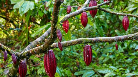 Cocoa Tree Plant Arsiteg