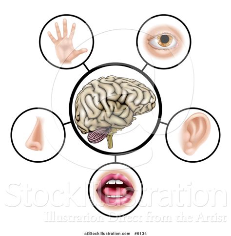 Vector Illustration Of A Brain With The Five Senses Around It By