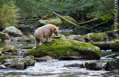 Spirit Bear In The Rainforest Tim Irvin