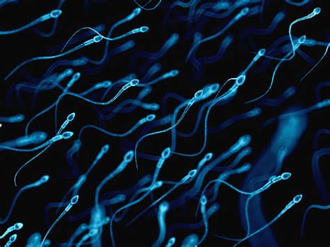 Mathematicians Reveal Swimming Prowess Of Human Sperm Health Before Its News