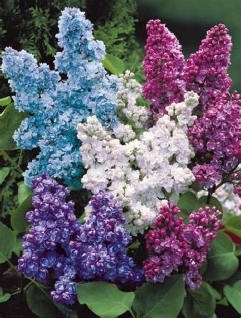 You want to space lilacs that are 6 to 8 feet tall at maturity 2 to 4 feet apart. #lilacs (With images) | Lilac tree, Plants, Lilac flowers