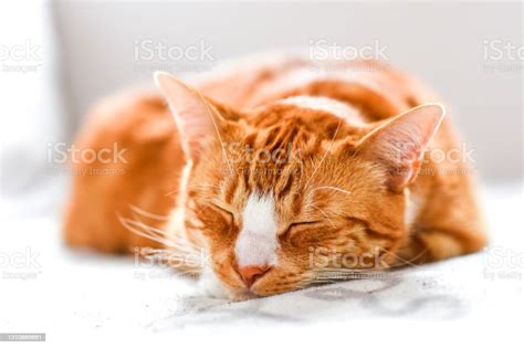 Ginger Cat Sleeping On The Couch At Home A Beautiful House Cat Stock
