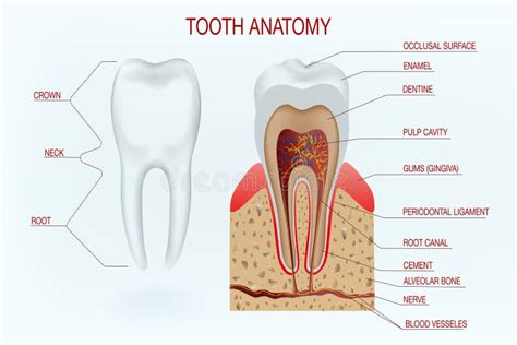 Human Tooth Structure Vector Diagramdental Concept Education Poster