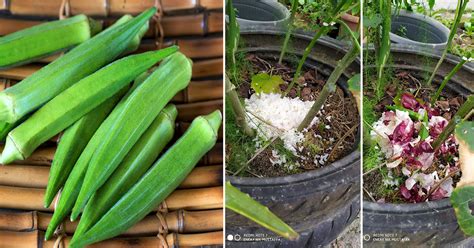 Meskipun tidak diwajibkan, anda bisa mencelupkan spons ke dalam air terlebih dahulu jika mau. Petua Mudah Gemukkan Sayuran, Cuma Guna Sisa Makanan Dari ...