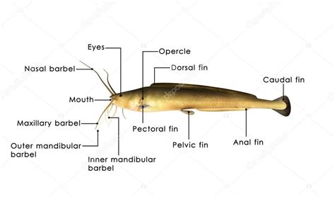 African Catfish Diagram Stock Photo By ©sciencepics 73308893