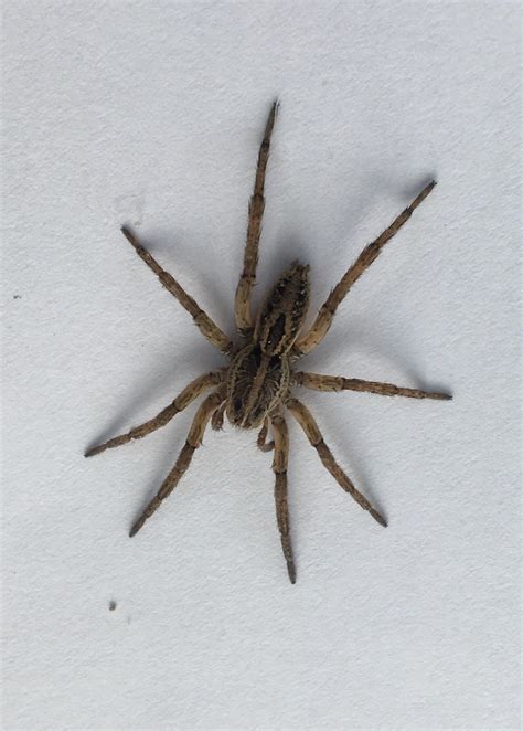 House Spider Florida Wolf Spider