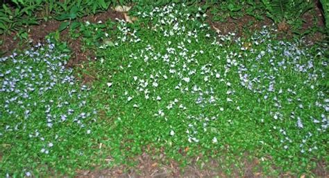 Pin On Ground Cover Plants