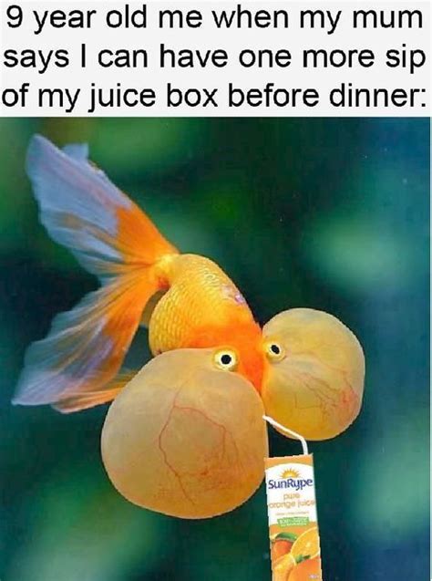 Funny Memes Hilarious LOL Charismatic Humor Memes And Jokes Goldfish Breeding Fish Goldfish