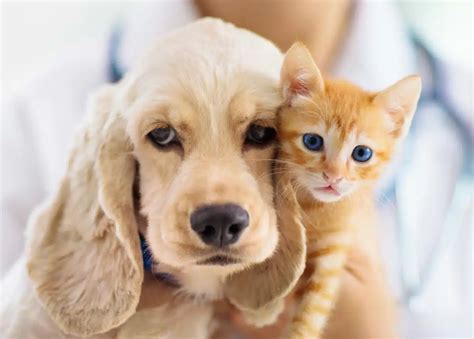 The Importance Of Regular Veterinary Check Ups For Your Pets Vetmed