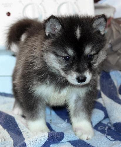We run a small family owned breeding program located in virginia. Affordable Pomsky puppies for Sale in Memphis, Tennessee ...