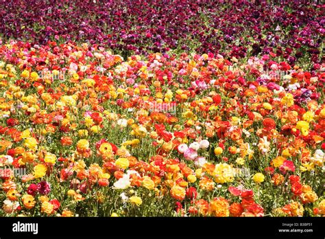 Ranunculus Flower Fields Carlsbad San Diego California Stock Photo