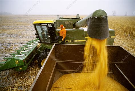 Harvesting Grain Stock Image E7701608 Science Photo Library
